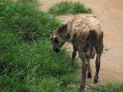 FLICKR GHANA Sheep 400x300