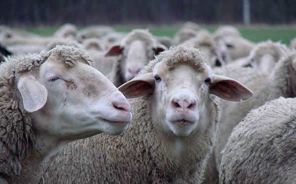 FLICKR_sheep_cappellmeister_600x374