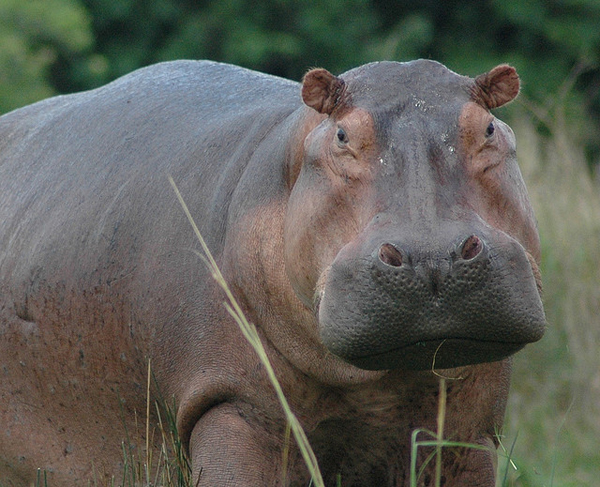 FLICKR_Hippo_Skinmartin_600x487 Nile Hippo