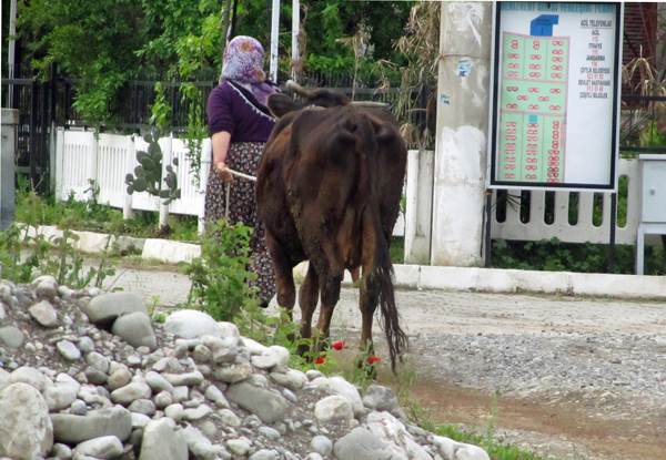 Turkish village woman Turkish village woman