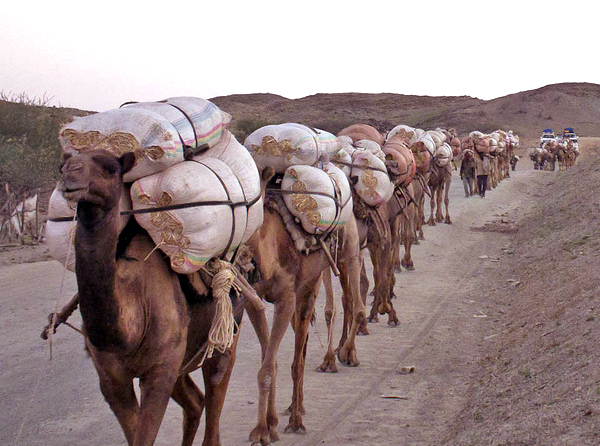 salt caravan salt trade